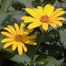 Wonderful Summer Sun Heliopsis Orange Sunflower Garden Plant