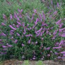 Wonderful Lavender Cupcake Butterfly Bush Buddleia Garden Plant
