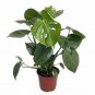 Wonderful Gold Violin Philodendron Bippenifolium aurea Garden Plant