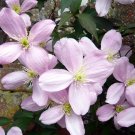 Wonderful Montana Elizabeth Anemone Clematis Vine Garden Plant