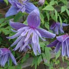 Wonderful Blue Dancer Clematis Alpina Vine Garden Plant