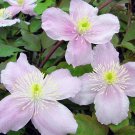 Wonderful Montana Mayleen Clematis Very Fragrant Garden Plant