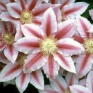 Wonderful Bees Jubilee Clematis Vine Pink and Red Blooms Garden Plant