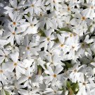 Wonderful Snowflake Creeping Phlox Perennial Garden Plant