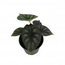 Wonderful Alocasia Dragon Scale African Mask Garden Plant