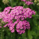 Wonderful Saucy Seduction Yarrow Achillea Garden Plant
