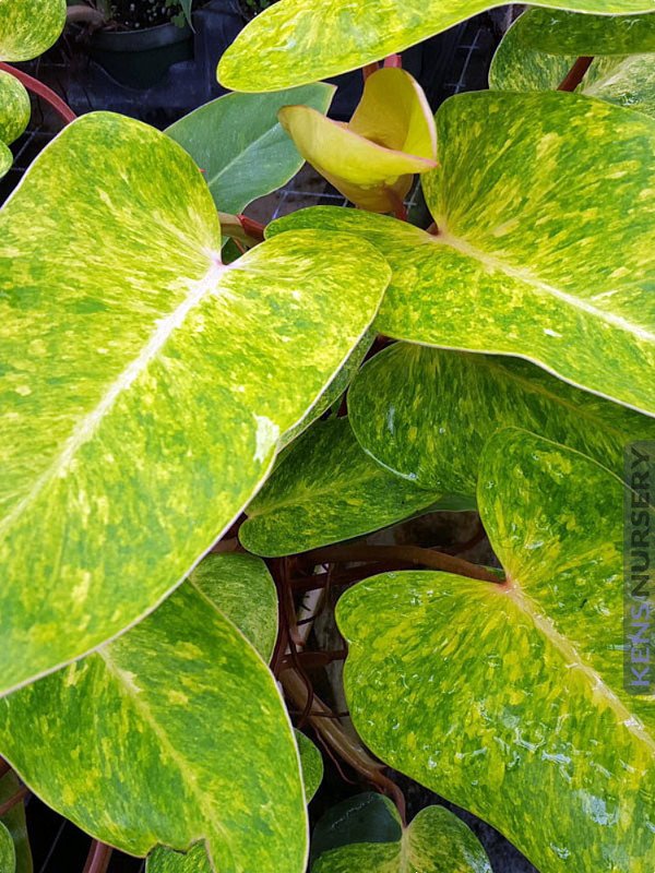 Wonderful Philodendron Rare Painted Lady Garden Plant