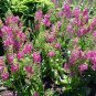 Wonderful Rosetta Verbascum phoeniceum Perennial Garden Plant