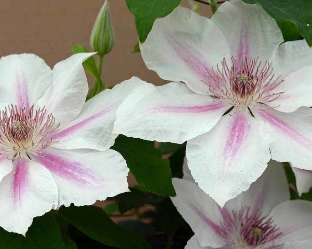 Wonderful Corinne Clematis Vine White Flowers Garden Plant