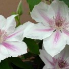 Wonderful Corinne Clematis Vine White Flowers Garden Plant