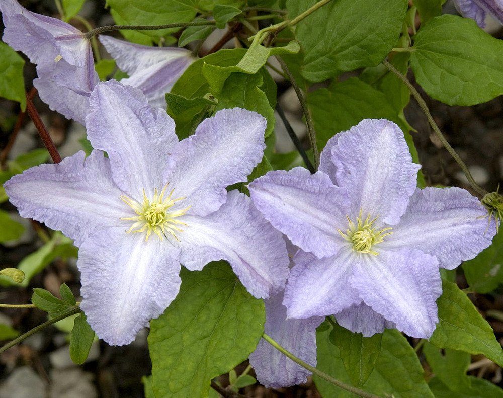 Wonderful Blue Angel Clematis Vine Garden Plant