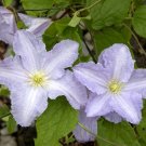 Wonderful Blue Angel Clematis Vine Garden Plant