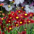 Wonderful Lil Bang Red Elf Coreopsis Tickseed Perennial Garden Plant