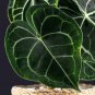 Wonderful Rare Velvet Cardboard Anthurium Clarinervium Garden Plant