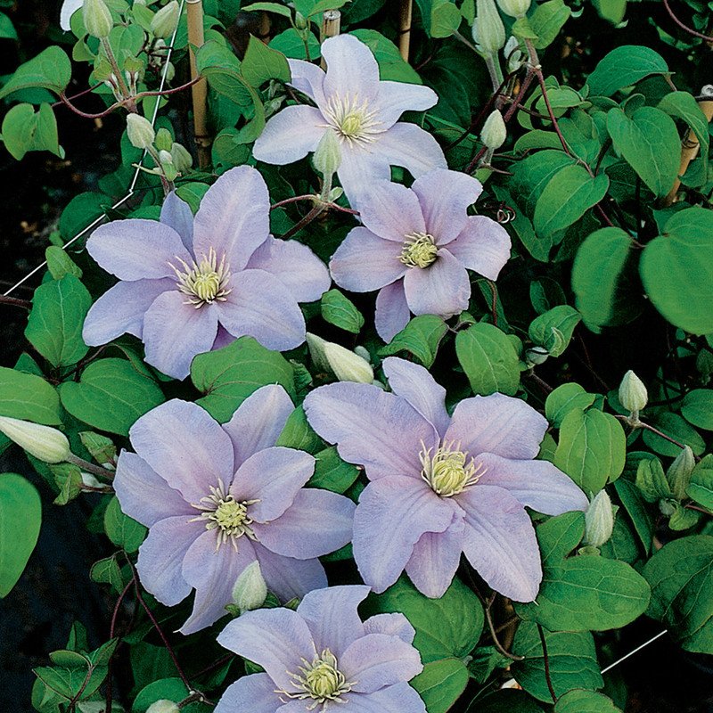 Wonderful Silver Moon Clematis Garden Plant