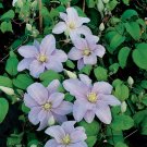 Wonderful Silver Moon Clematis Garden Plant