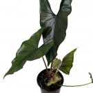 Wonderful Purple Cloak Alocasia Garden Plant