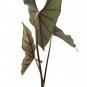 Wonderful Purple Cloak Alocasia Garden Plant
