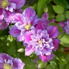 Wonderful Piilu Clematis Vine Heaviest Blooming Clematis Garden Plant