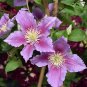 Wonderful Piilu Clematis Vine Heaviest Blooming Clematis Garden Plant