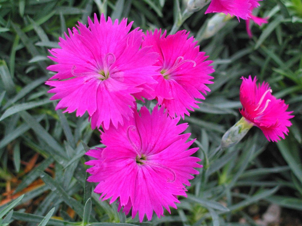 Wonderful Neon Star Dianthus Cottage Pinks Garden Plant