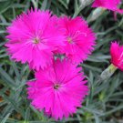 Wonderful Neon Star Dianthus Cottage Pinks Garden Plant
