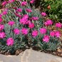 Wonderful Neon Star Dianthus Cottage Pinks Garden Plant