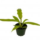 Wonderful Golden Crocodile Philodendron Garden Plant
