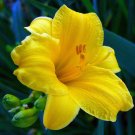 Wonderful Hemerocallis Stella D Oro Daylily Perennial Garden Plant