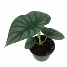 Wonderful Rare Nebula Black Diamond Jewel Alocasia Garden Plant