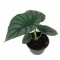 Wonderful Rare Nebula Black Diamond Jewel Alocasia Garden Plant