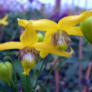 Wonderful Helios Tangutica Clematis The Best Yellow Garden Plant