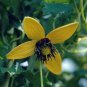 Wonderful Helios Tangutica Clematis The Best Yellow Garden Plant