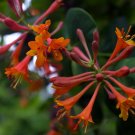 Wonderful Dropmore Scarlet Honeysuckle Vine Lonicera Garden Plant