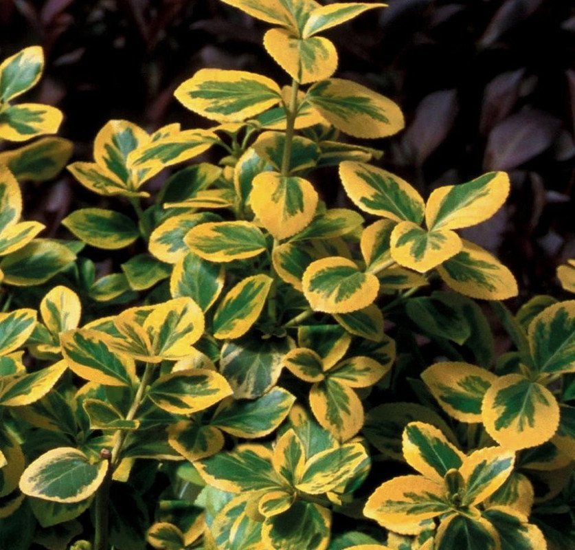 Wonderful Gold Splash Euonymus fortunei Wintercreeper Garden Plant