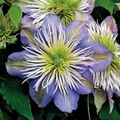Wonderful Crystal Fountain Evipo038 Clematis Garden Plant