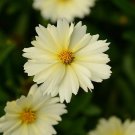 Wonderful Up Tick Cream Coreopsis Tickseed Perennial Garden Plant