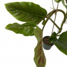 Wonderful Exotic Philodendron Subhastatum Garden Plant