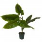 Wonderful Exotic Philodendron Subhastatum Garden Plant