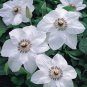 Wonderful Miss Bateman Clematis Vine Pure White Garden Plant