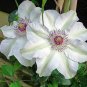 Wonderful Miss Bateman Clematis Vine Pure White Garden Plant