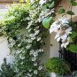 Wonderful Miss Bateman Clematis Vine Pure White Garden Plant