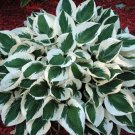 Wonderful Patriot Hosta Garden Plant