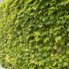 Wonderful Fenway Park Golden Boston Ivy Parthenocissus Garden Plant