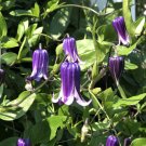 Wonderful Roguchi Clematis Vine Purple Garden Plant