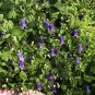 Wonderful Roguchi Clematis Vine Purple Garden Plant