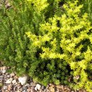 Wonderful Watch Chain Stonecrop Perennial Sedum sexangulare Garden Plant