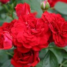 Wonderful Roxanne Veranda Rose Garden Plant