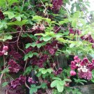 Wonderful Akebia quinata Chocolate Vine Perennial Garden Plant