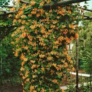 Wonderful Mandarin Honeysuckle Vine Perennial Lonicera Garden Plant